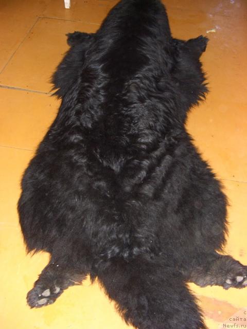 Фото: ньюфаундленд Анджел Викториус