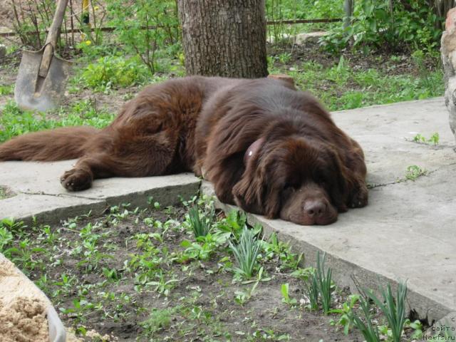 Фото: ньюфаундленд Конфуций