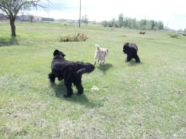 Фото: ньюфаундленд Ярада из Сибирской Глубинки (Yarada iz Sibirskoy Glubinki)