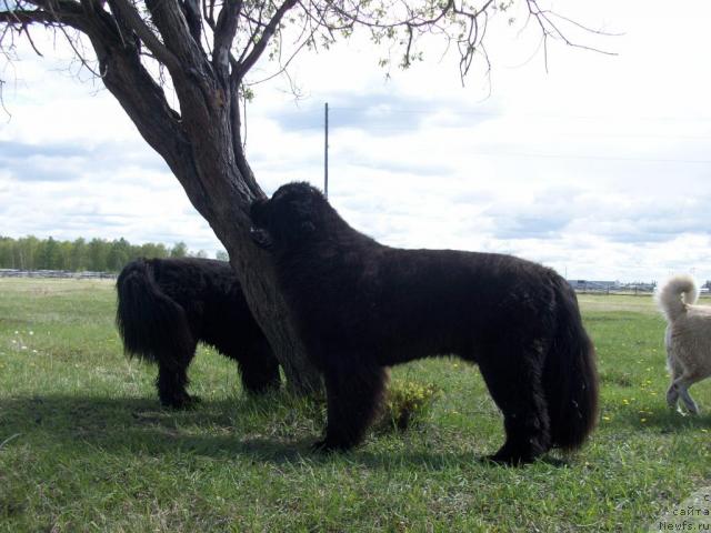 Фото: ньюфаундленд Карат из Медвежьего Яра (Karat iz Medvejyego Yara)