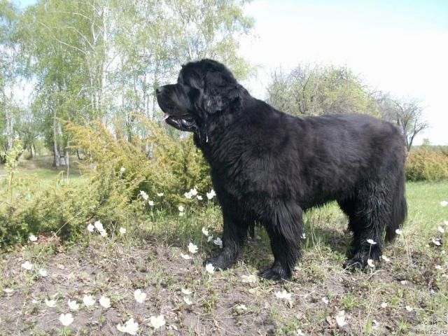 Фото: ньюфаундленд Ярада из Сибирской Глубинки (Yarada iz Sibirskoy Glubinki)