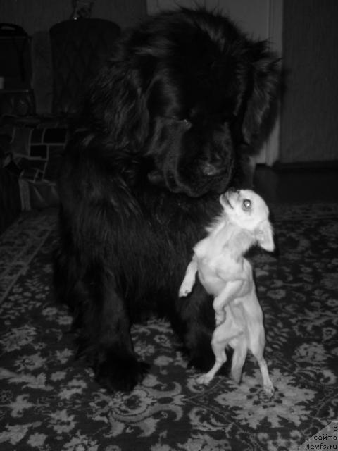 Фото: ньюфаундленд Аксесс Денайд Топ Сикрет