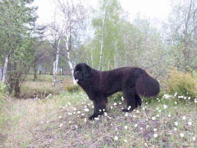 Фото: ньюфаундленд Карат из Медвежьего Яра (Karat iz Medvejyego Yara)