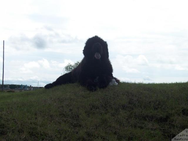 Фото: ньюфаундленд Карат из Медвежьего Яра (Karat iz Medvejyego Yara)