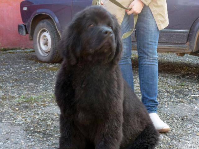 Фото: ньюфаундленд Альтаир Стайл