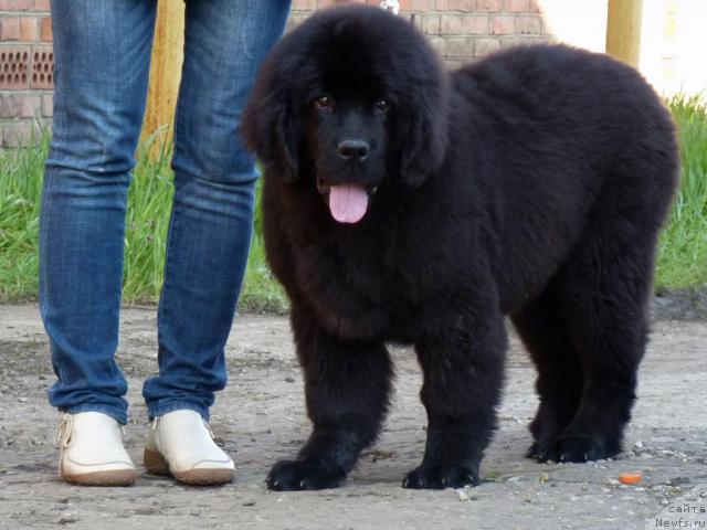 Фото: ньюфаундленд Альтаир Стайл