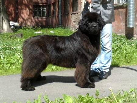 Фото: ньюфаундленд Смигар Нимфея Неотразимая (Smigar Nimfeya Neotrazimaya)