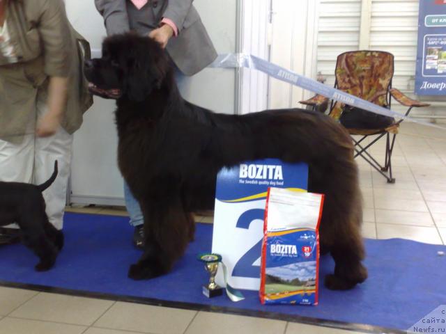 Фото: ньюфаундленд Смигар Нимфея Неотразимая (Smigar Nimfeya Neotrazimaya)