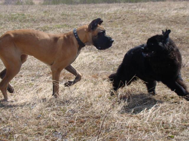 Фото: Сент Джонс Тендер Кисс оф Элли