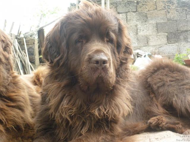 Фото: ньюфаундленд Фанньюф Госпожа Удача (Funnewf Gospozha Udacha), Дольча, уже взрослая, уже МАМА