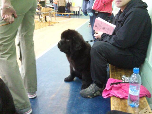 Фото: ньюфаундленд Уютная Долина Ай да Хельга (Uyutnaya Dolina Ai da Helga)