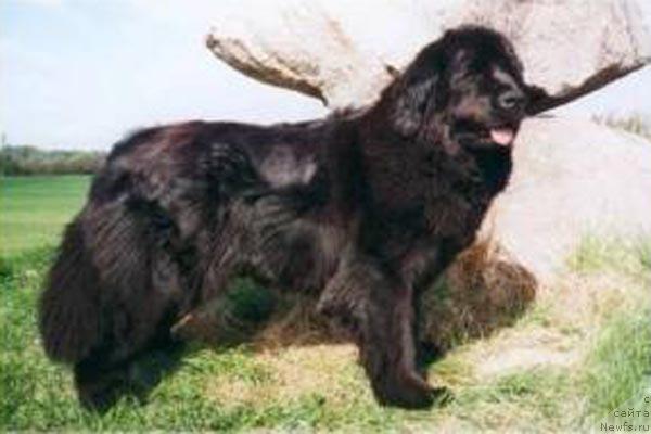 Фото: ньюфаундленд Asita von Aiching