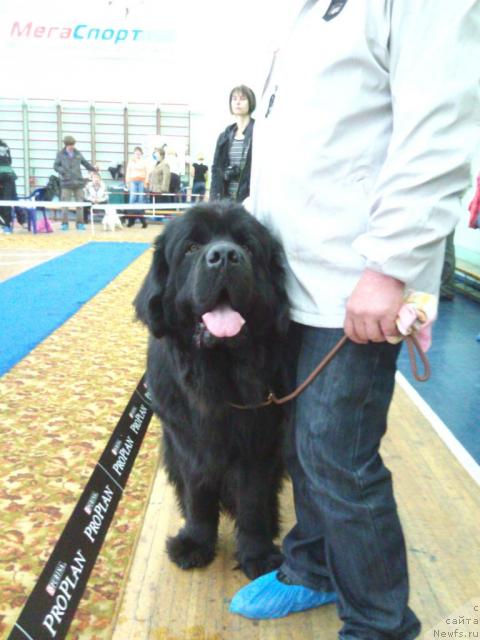 Фото: ньюфаундленд Дар Свезы Аксельбант