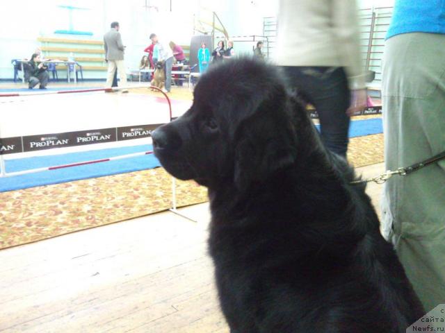 Фото: ньюфаундленд Ай Лав Рич (Ai Love Rich)