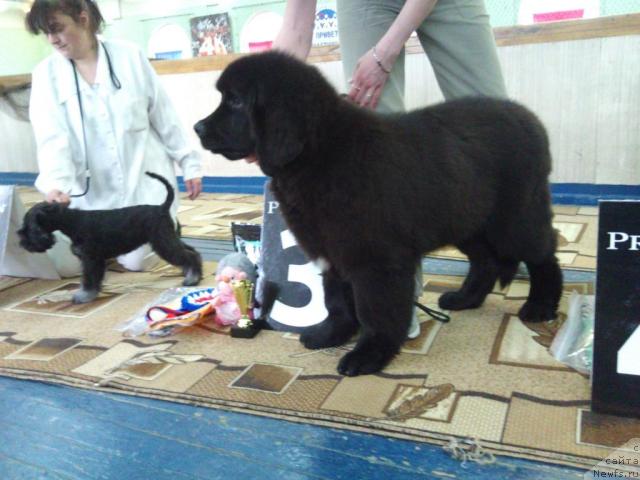 Фото: ньюфаундленд Уютная Долина Арнфрид Феодор