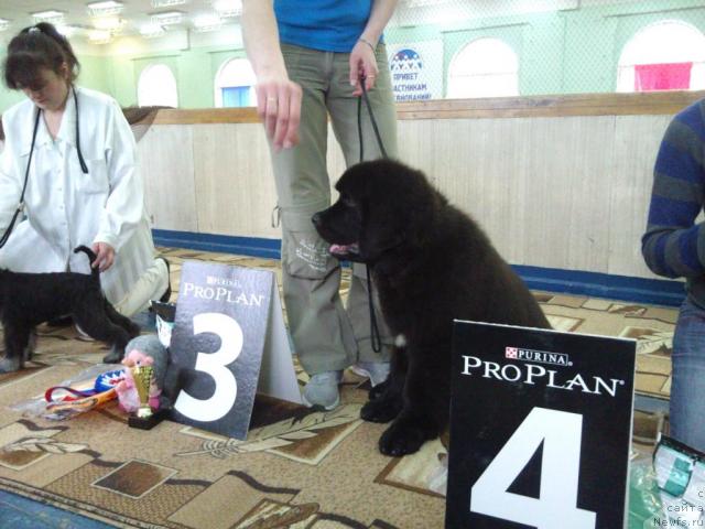 Фото: ньюфаундленд Уютная Долина Арнфрид Феодор