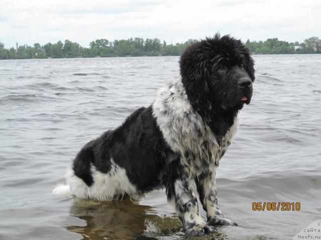 Фото: ньюфаундленд Плюшевая Панда Стиль-Санкт-Петербурга