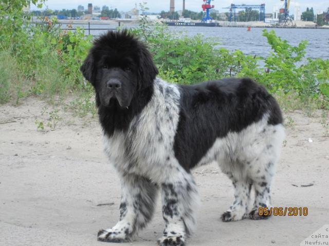 Фото: ньюфаундленд Плюшевая Панда Стиль-Санкт-Петербурга