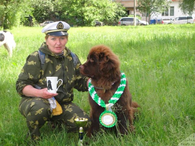 Фото: ньюфаундленд Очаровашка с Берега Дона (Ocharovashka s Berega Dona)