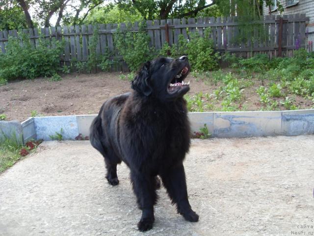 Фото: ньюфаундленд Атлантика Виндз Роуз