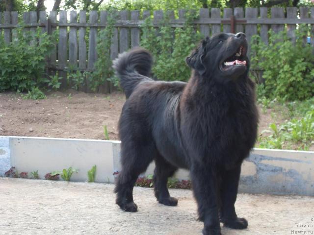 Фото: ньюфаундленд Атлантика Виндз Роуз