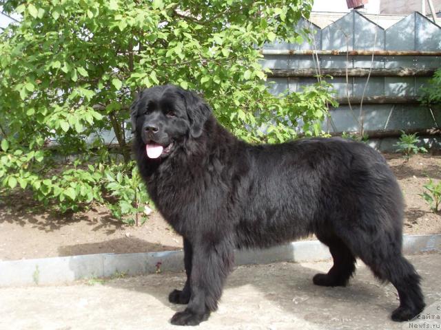 Фото: ньюфаундленд Атлантика Виндз Роуз