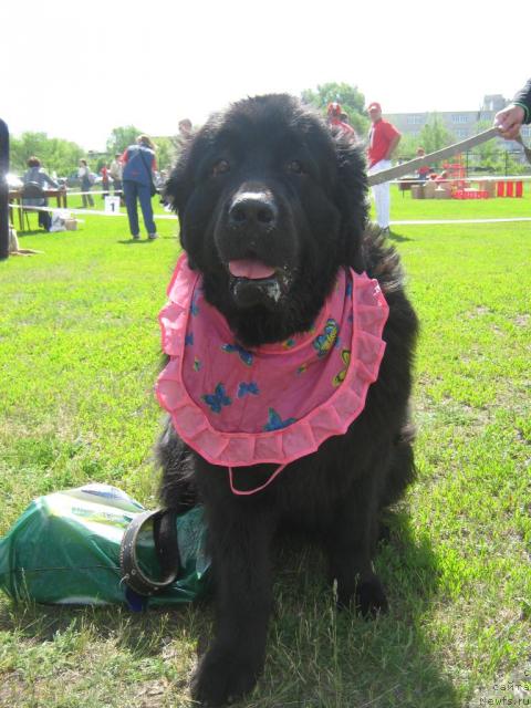 Фото: ньюфаундленд Гертруда Черная Жемчужина