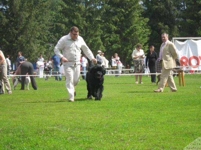 Фото: ньюфаундленд Акватория Келвин Изумрудный Дождь (Aquatoria Kelvin Izumrudny Dozhd)