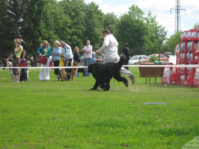 Фото: ньюфаундленд Акватория Келвин Изумрудный Дождь (Aquatoria Kelvin Izumrudny Dozhd)