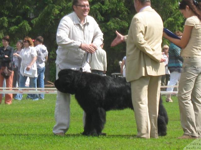 Фото: ньюфаундленд Акватория Келвин Изумрудный Дождь (Aquatoria Kelvin Izumrudny Dozhd)