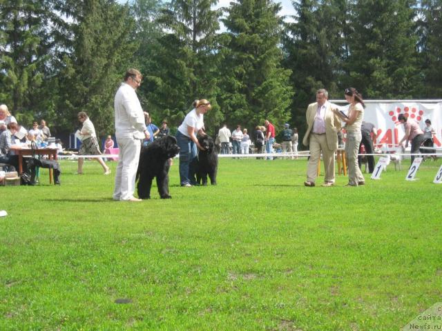 Фото: ньюфаундленд Акватория Келвин Изумрудный Дождь (Aquatoria Kelvin Izumrudny Dozhd), ньюфаундленд Гертруда Черная Жемчужина