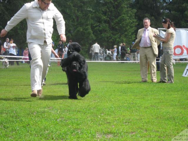 Фото: ньюфаундленд Акватория Келвин Изумрудный Дождь (Aquatoria Kelvin Izumrudny Dozhd)