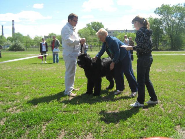 Фото: ньюфаундленд Акватория Келвин Изумрудный Дождь (Aquatoria Kelvin Izumrudny Dozhd)