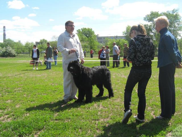 Фото: ньюфаундленд Акватория Келвин Изумрудный Дождь (Aquatoria Kelvin Izumrudny Dozhd)