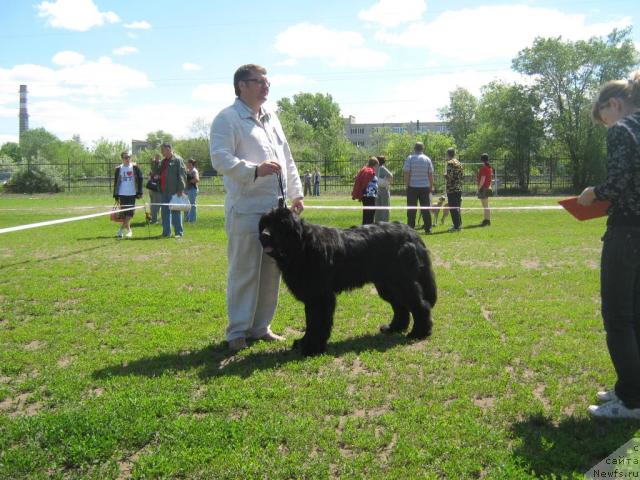 Фото: ньюфаундленд Акватория Келвин Изумрудный Дождь (Aquatoria Kelvin Izumrudny Dozhd)
