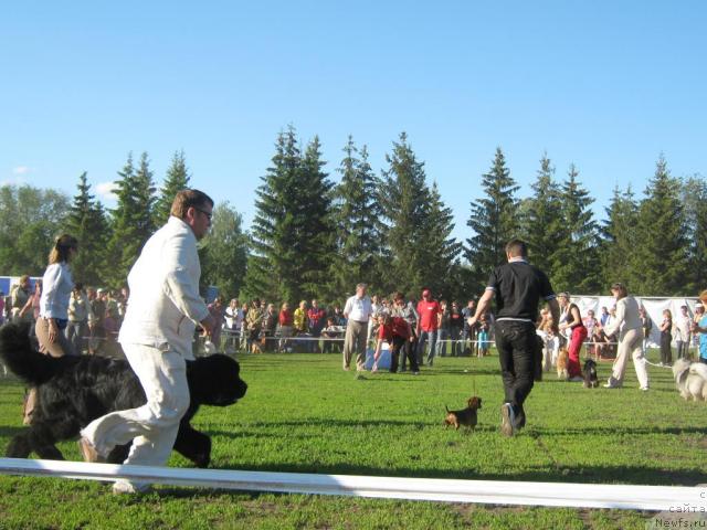 Фото: ньюфаундленд Акватория Келвин Изумрудный Дождь (Aquatoria Kelvin Izumrudny Dozhd)