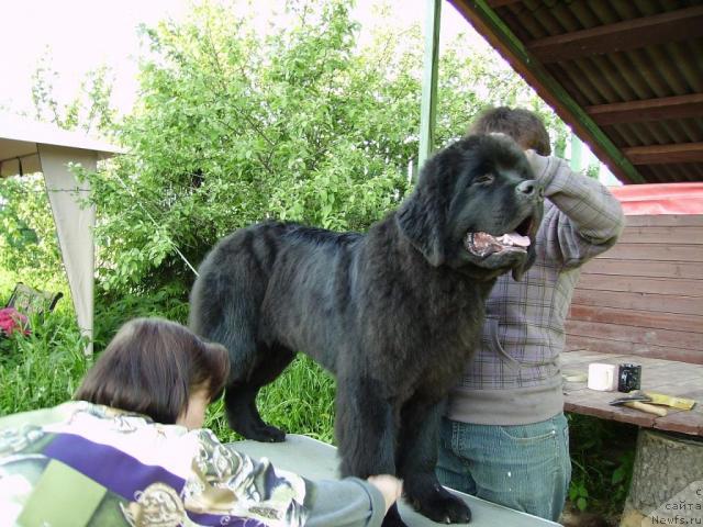 Фотография № 43660