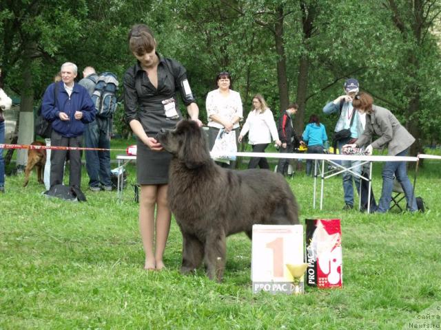 Фото: ньюфаундленд Дюрбахлер Клаб Альфаретта Виньетта, Рита