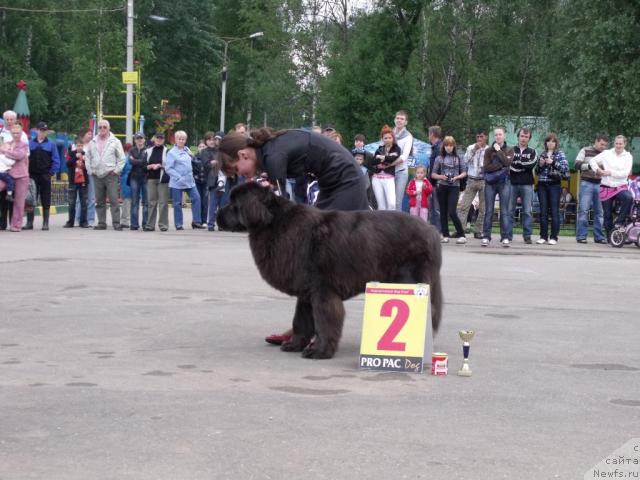Фото: ньюфаундленд Дюрбахлер Клаб Альфаретта Виньетта, Рита
