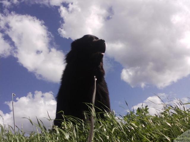 Фото: ньюфаундленд Красивая Затея