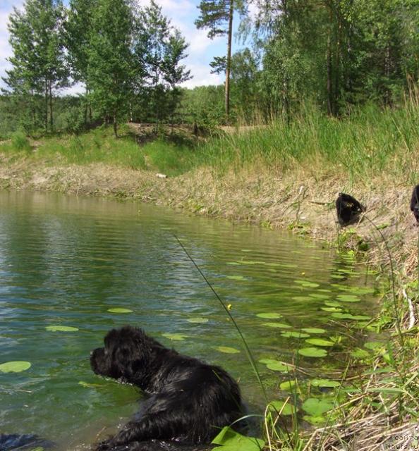 Фото: ньюфаундленд Акин Соул София
