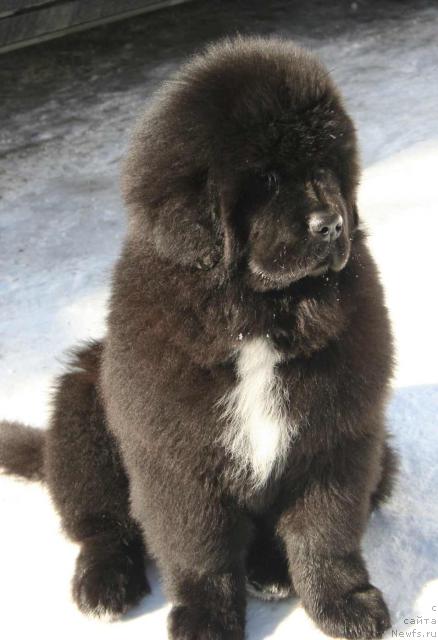 Фото: ньюфаундленд Pouch Cove's Russian Hit From Seabrook