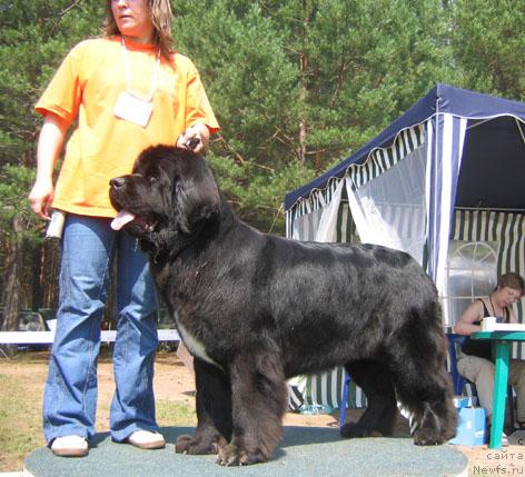 Фото: ньюфаундленд Супер Бизон Анталия