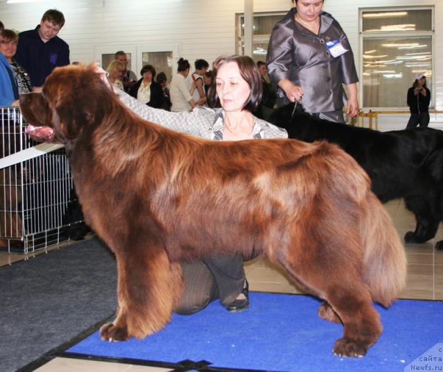 Фото: ньюфаундленд Фанньюф Голд Кап