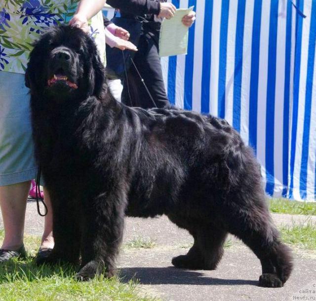 Фото: ньюфаундленд O'Shery Nuo Ozo Kalvu