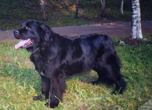 Фото: ньюфаундленд Маг Исполин Гэмели
