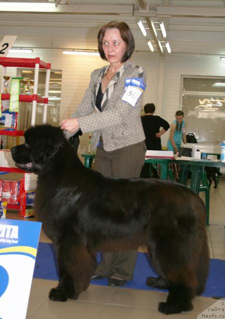 Фото: ньюфаундленд Смигар Нимфея Неотразимая (Smigar Nimfeya Neotrazimaya)