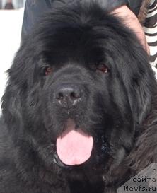 Фото: ньюфаундленд Captain Crush Logrus