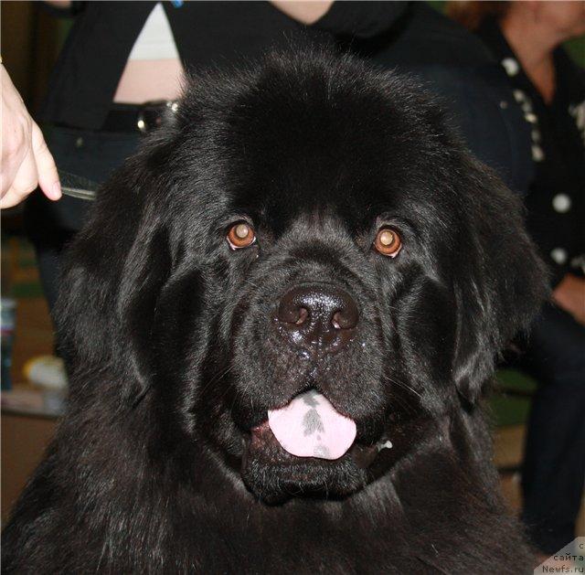 Фото: ньюфаундленд Минг Шу из Аркаима