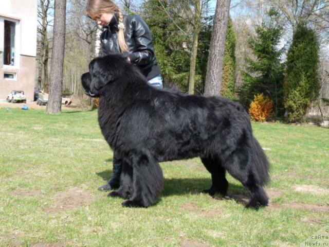 Фото: ньюфаундленд Lion King from Fantastiskos Lianos